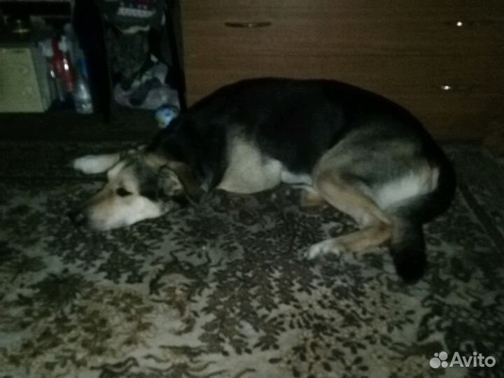 Передержка собак и грызунов,птиц на д