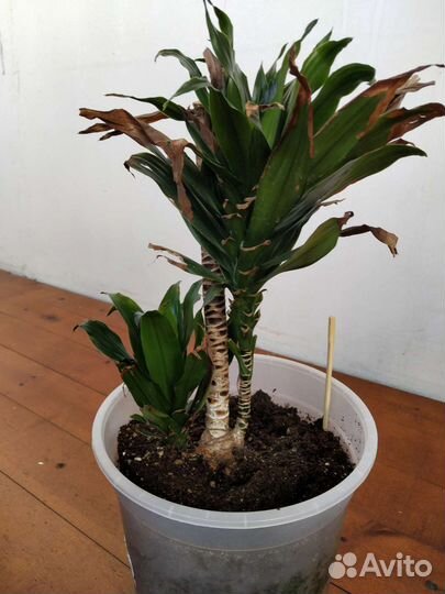 Комнатные цветы драцена