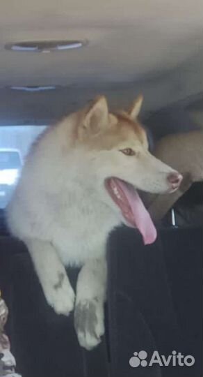 Собаки хаски