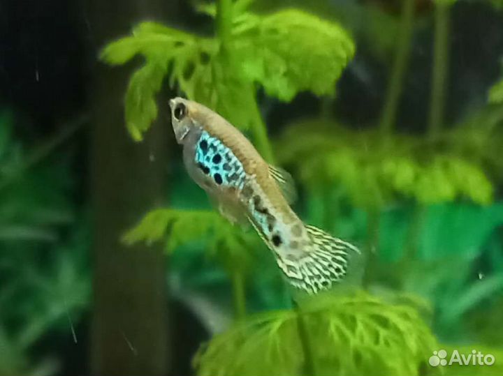 Аквариумные рыбки гуппи,меченосцы, растения