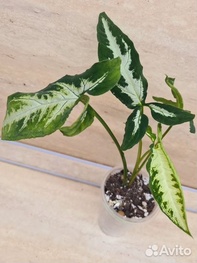 Сингониумы