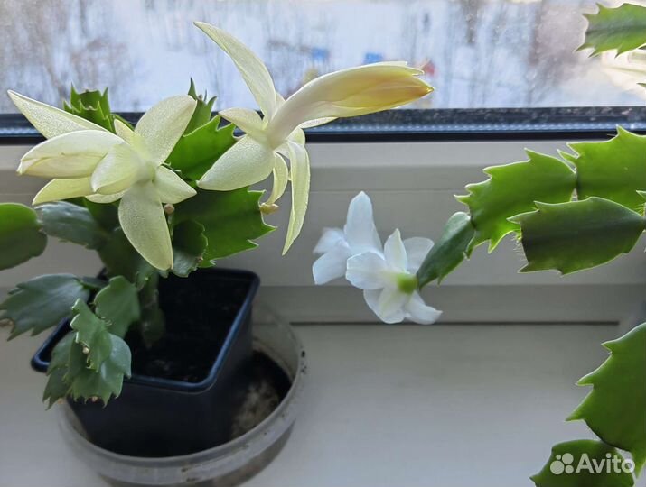 Декабрист белый, желтый