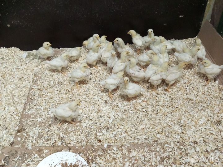 Продам цыплят бройлеров