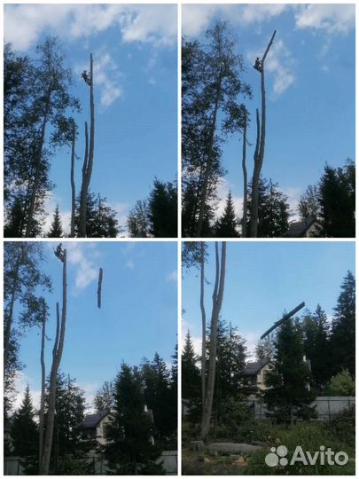 Спил и обрезка деревьев