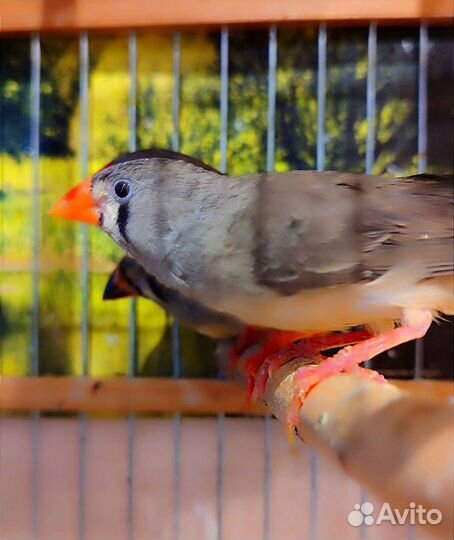 Зебровые амадины