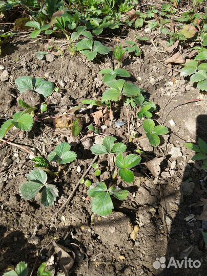 Рассада клубники