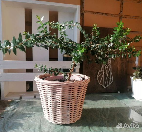 Плетеное кашпо
