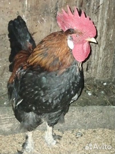 Молодые петухи