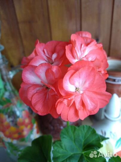 Пеларгония