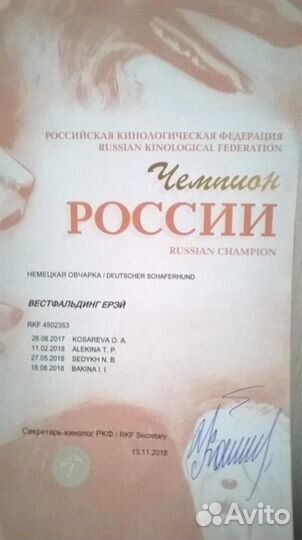 Щенки немецкой овчарки