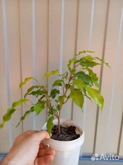 Фикус 2 сорта