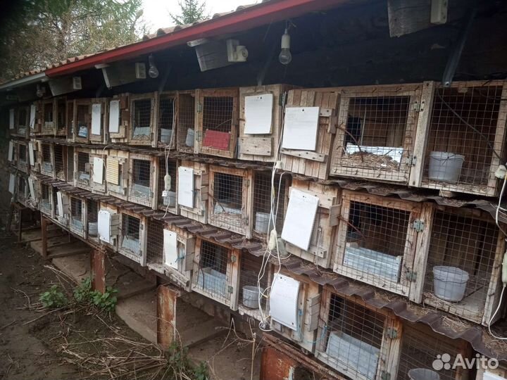 Клетки для кроликов