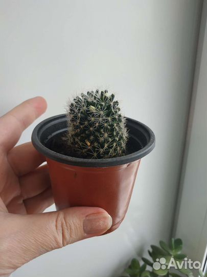 Комнатные растения, кактусы