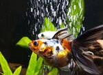 Золотая рыбка вуалехвост