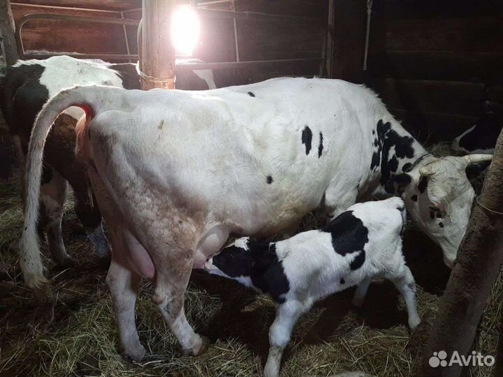 Корова стельная дойная