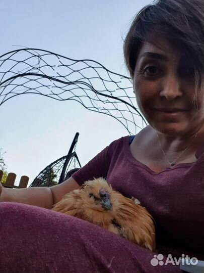 Петух китайский шелковый