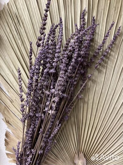 Лаванда стабилизированная и сухоцветы