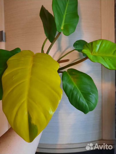 Филодендрон пин тонг