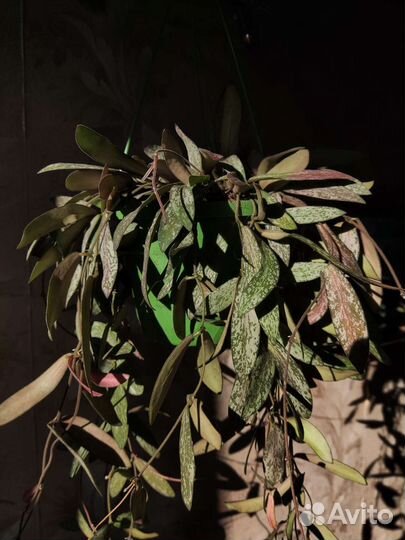 Хойя сигиталис