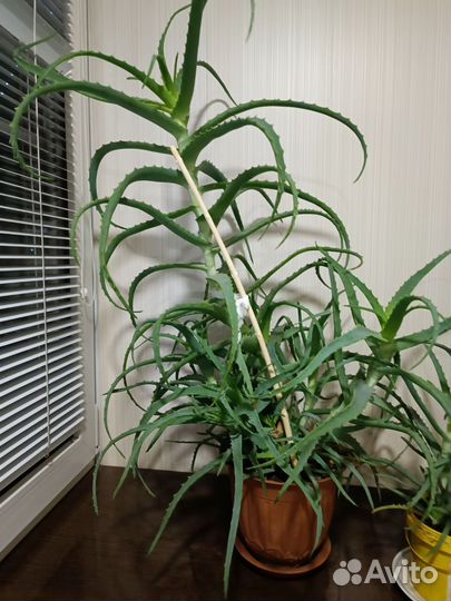 Алоэ лечебный