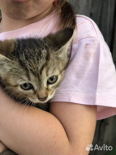 Котята в добрые руки бесплатно