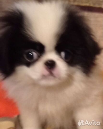 Японский хин