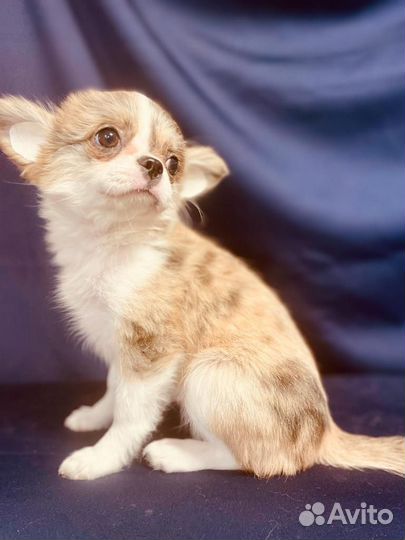 Девочки чихуахуа