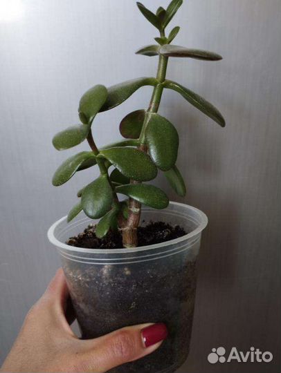 Фикус молочай и толстянка