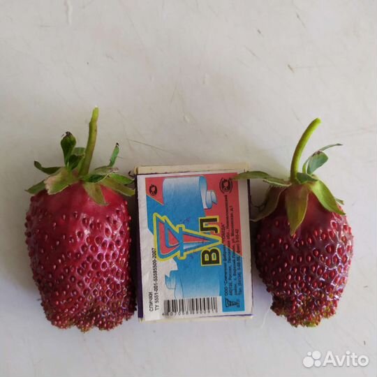 Клубника Купчиха, зкс