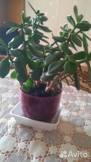 Денежное дерево толстянка