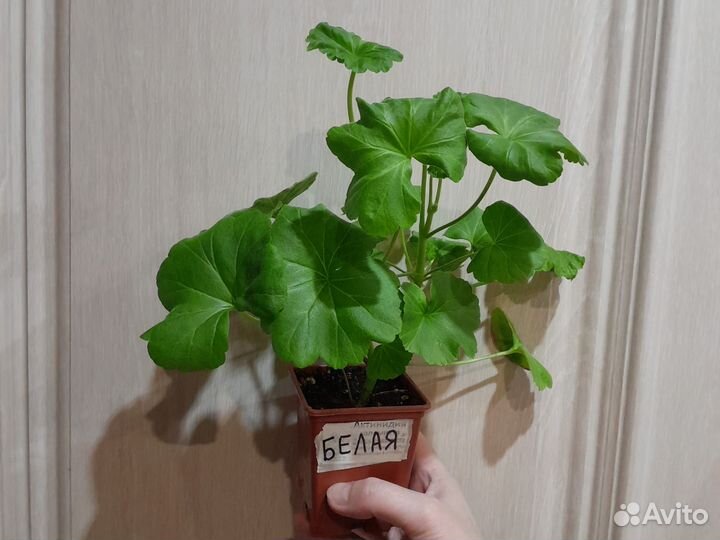 Пеларгония герань