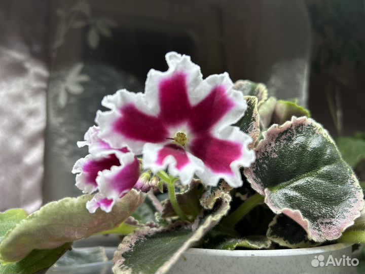 Фиалка листик на срез