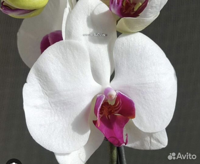 Орхидея Фаленопсис