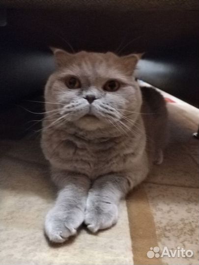 Две милые кошечки ищут дом