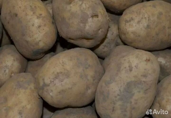 Продам картофель домашний