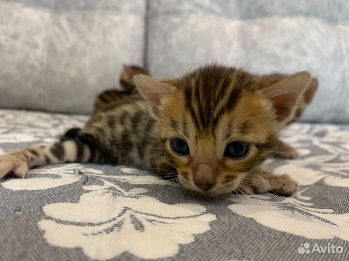 Бенгальские котята