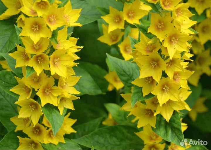 Вербейник многолетний садовый цветок