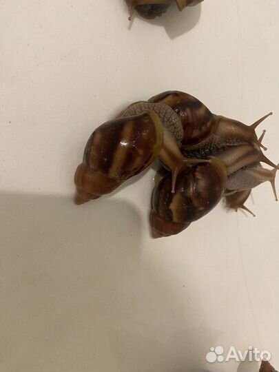 Улитки ахатины