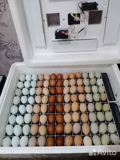 Инкубационное яйцо несушек и мясояичных пород