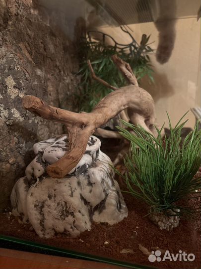 Эублефар 2шт с террариумом
