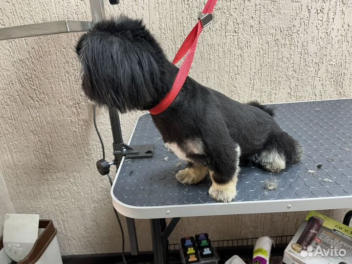 Услуги грумера