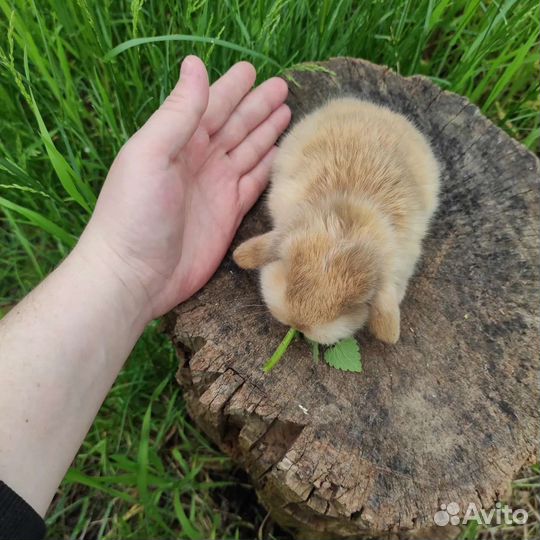 Вислоухие малыши