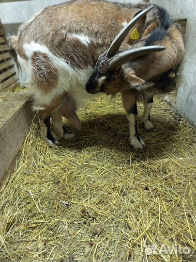 Коза дойная