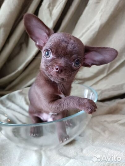 Шоколадный крохотулечка