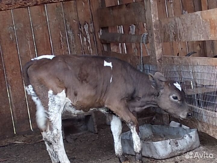 Продам телку