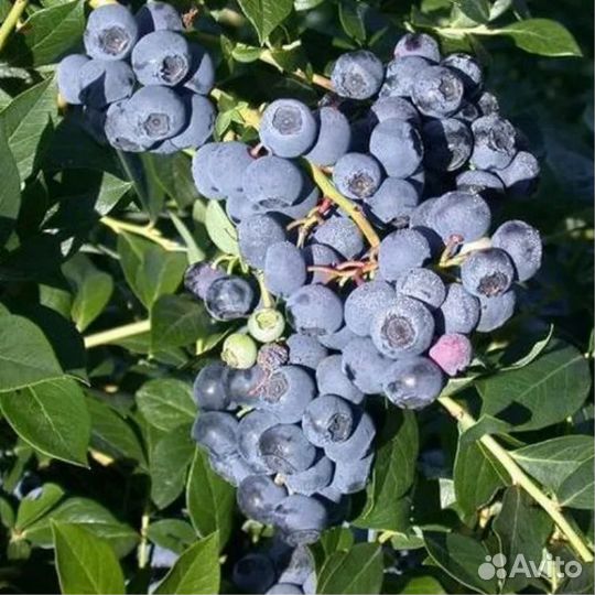 Саженцы голубики 2х летки