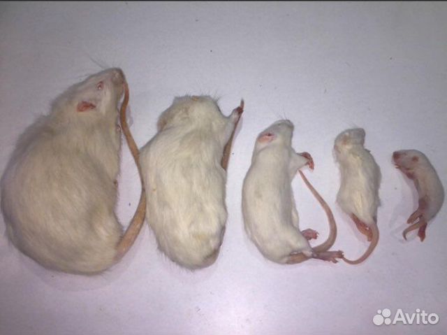 Кормовые крысы