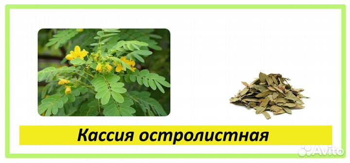 Целебные травы в каждый дом