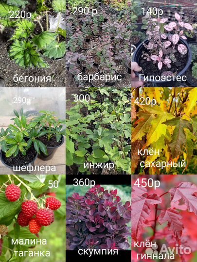 Цветы для сада