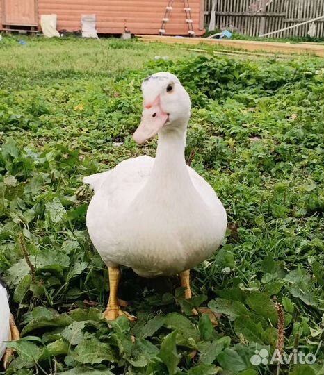 Индоутки подрощенные